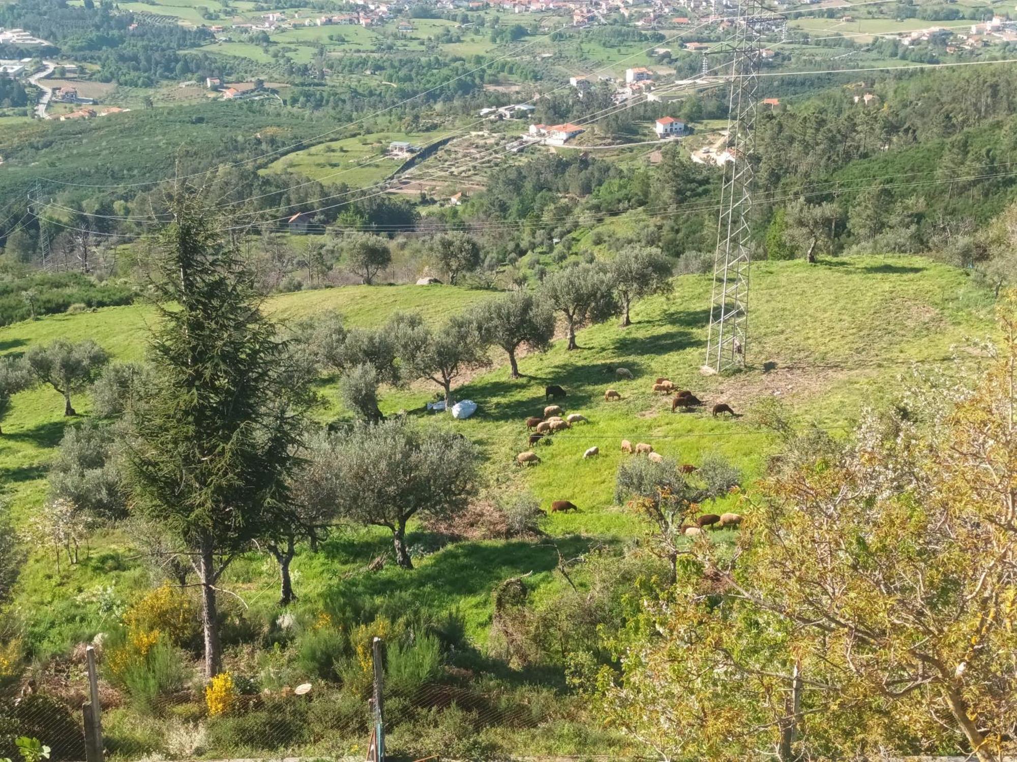 דירות Aldeia da Serra  Casas Do Castelo מראה חיצוני תמונה